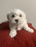 Frosty, a male Maltipoo for sale in Memphis, TN – Photo 3 of 5
