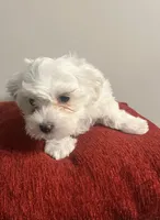 Frosty, a male Maltipoo for sale in Memphis, TN – Photo 1 of 5