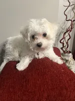 Winter , a female Maltese for sale in Memphis, TN – Photo 3 of 3