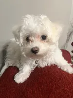 Winter , a female Bichon Frise and Maltese for sale in Memphis, TN – Photo 2 of 3