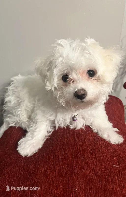 Winter , a female Bichon Frise and Maltese for sale in Memphis, TN – Photo 1 of 3