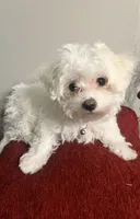 Winter , a female Bichon Frise and Maltese for sale in Memphis, TN – Photo 1 of 3