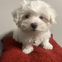 Snowball, a male Maltese for sale in Memphis, TN – Photo 4 of 4