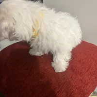 Snowball, a male Maltese for sale in Memphis, TN – Photo 3 of 4