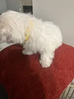 Snowball, a male Bichon Frise for sale in Memphis, TN – Photo 3 of 4