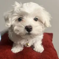 Snowball, a male Maltese for sale in Memphis, TN – Photo 1 of 4
