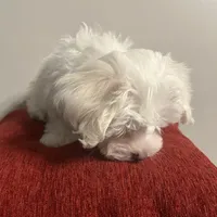 Snowball, a male Maltese for sale in Memphis, TN – Photo 2 of 4