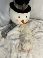 Winter, a female Maltipoo for sale in Memphis, TN – Photo 4 of 4