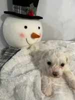Winter, a female Maltipoo for sale in Memphis, TN – Photo 1 of 4