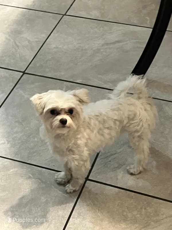 Milo , a male Maltese for sale in Memphis, TN – Photo 1 of 1
