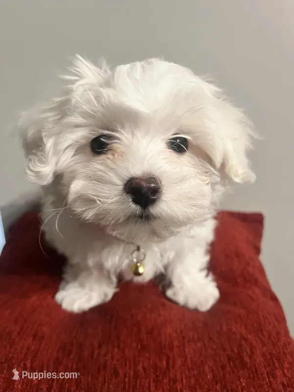 Snowball  – Maltese puppy on hold in Memphis, TN