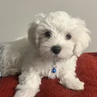 Cotton, a male Maltese for sale in Memphis, TN – Photo 2 of 3