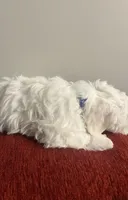 Cotton, a male Maltipoo for sale in Memphis, TN – Photo 3 of 3