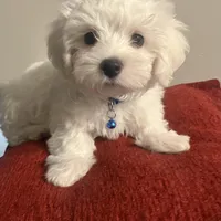 Cotton, a male Maltese for sale in Memphis, TN – Photo 1 of 3