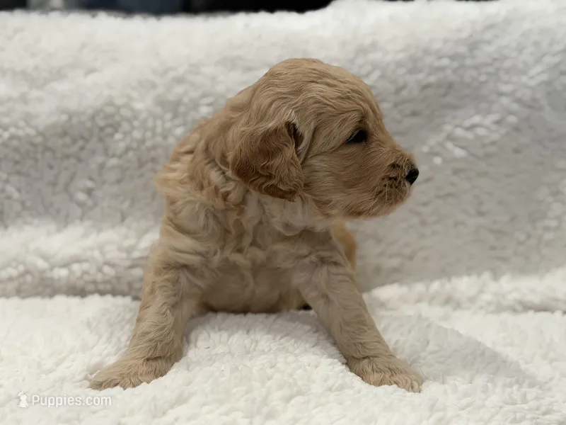 Girl – Goldendoodle puppy for sale in San Fernando, CA