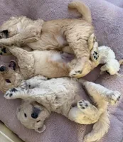 Girl, a female Goldendoodle for sale in San Fernando, CA – Photo 6 of 6