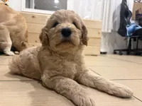 Girl, a female Goldendoodle for sale in San Fernando, CA – Photo 5 of 6