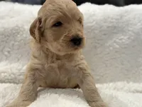 Girl, a female Goldendoodle for sale in San Fernando, CA – Photo 2 of 6