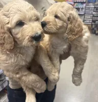 Girl, a female Goldendoodle for sale in San Fernando, CA – Photo 4 of 6