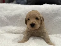 Girl, a female Goldendoodle for sale in San Fernando, CA – Photo 3 of 6