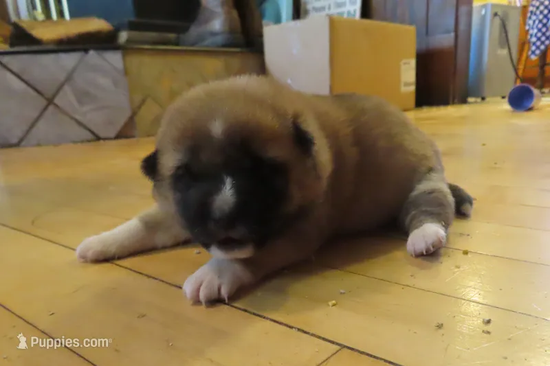 Betty, a female Shiba Inu for sale in Two Rivers, WI – 1 of 1