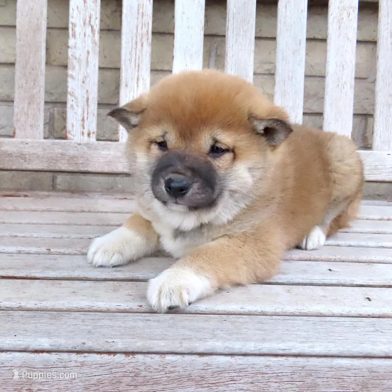 Queenie – Shiba Inu puppy for sale in Two Rivers, WI