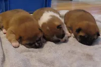 Queenie, a female Shiba Inu for sale in Two Rivers, WI – Photo 2 of 2