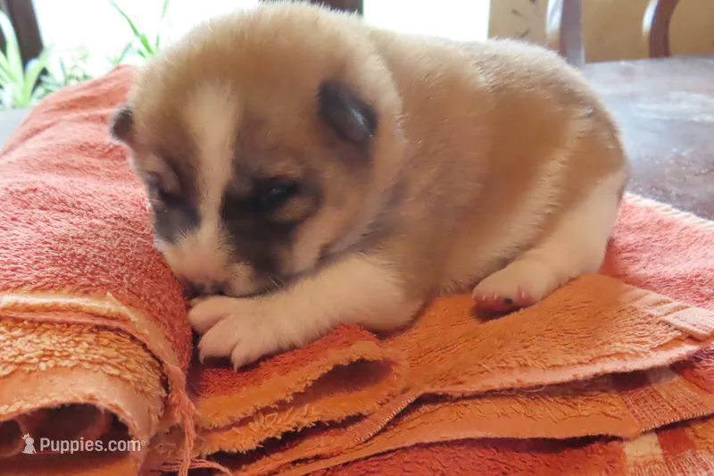 Chloe, a female Shiba Inu for sale in Two Rivers, WI – 1 of 1
