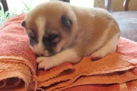 Chloe, a female Shiba Inu for sale in Two Rivers, WI – 1 of 1