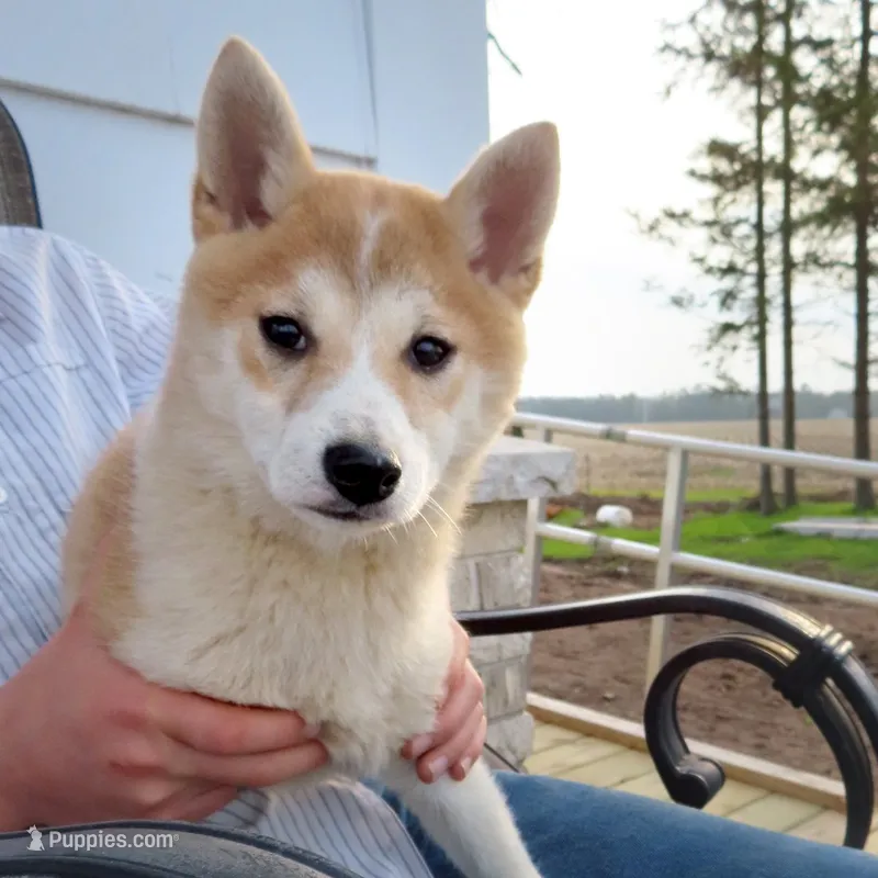 Lady – Shiba Inu puppy for sale in Two Rivers, WI