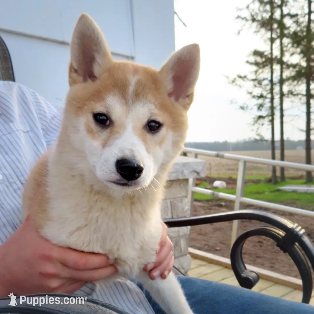 Lady, a female Shiba Inu for sale in Two Rivers, WI – 1 of 3