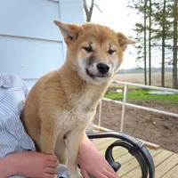 Queenie, a female Shiba Inu for sale in Two Rivers, WI – 1 of 3