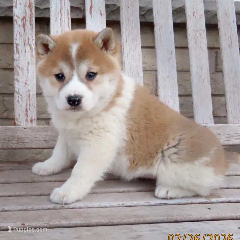 Lady – Shiba Inu puppy for sale in Two Rivers, WI