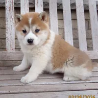 Lady, a female Shiba Inu for sale in Two Rivers, WI – Photo 1 of 2