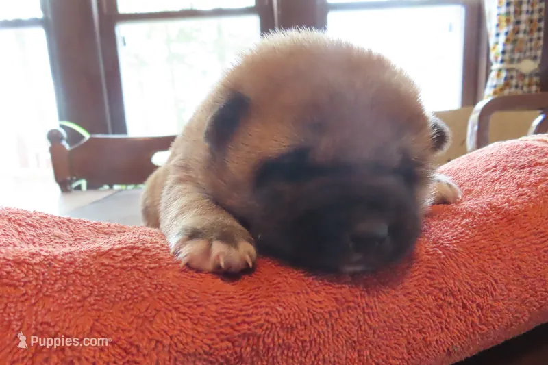 Ali, a female Shiba Inu for sale in Two Rivers, WI – 1 of 1