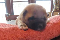 Ali, a female Shiba Inu for sale in Two Rivers, WI – 1 of 1