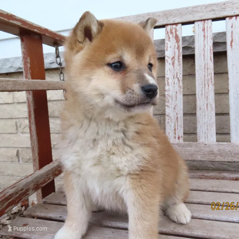 Princess – Shiba Inu puppy for sale in Two Rivers, WI