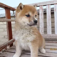 Princess, a female Shiba Inu for sale in Two Rivers, WI – Photo 1 of 2