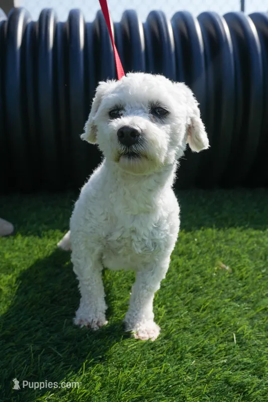 Dapper – Bichon Frise puppy for sale in Fort Wayne, IN