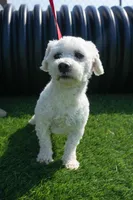 Dapper, a male Bichon Frise for sale in Fort Wayne, IN – Photo 1 of 2