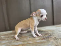 Rambo, a male Chihuahua for sale in Fort Wayne, IN – 5 of 6