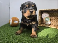 Rocco, a male Rottweiler for sale in Fort Wayne, IN – Photo 1 of 8