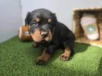 Rocco, a male Rottweiler for sale in Fort Wayne, IN – Photo 3 of 8