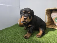 Rocco, a male Rottweiler for sale in Fort Wayne, IN – Photo 4 of 8