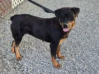 Rocco, a male Rottweiler for sale in Fort Wayne, IN – Photo 8 of 8