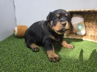 Rocco, a male Rottweiler for sale in Fort Wayne, IN – Photo 6 of 8