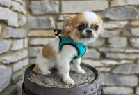 Missy, a female Chihuahua and Pekingese for sale in Fort Wayne, IN – Photo 6 of 6