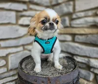 Missy, a female Chihuahua and Pekingese for sale in Fort Wayne, IN – Photo 4 of 6