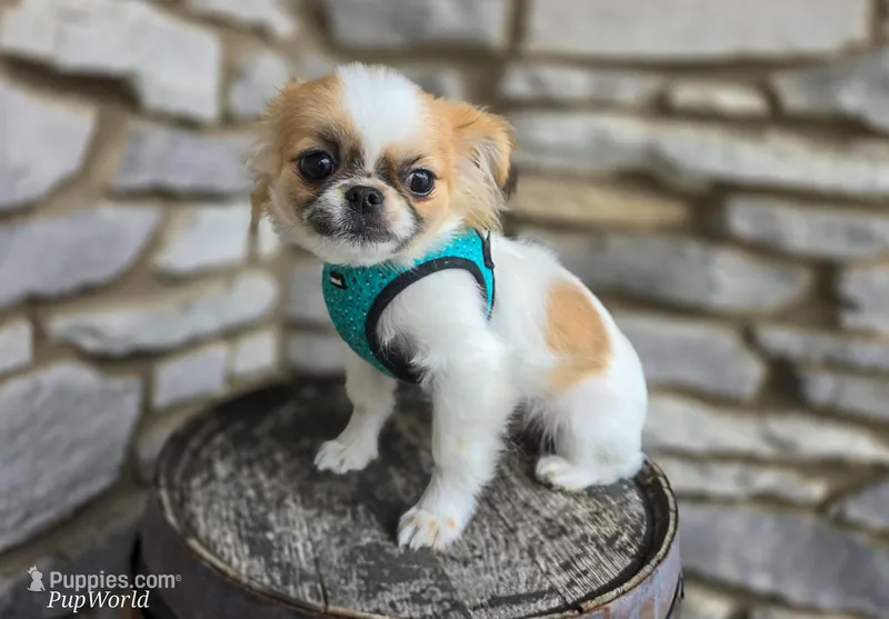 Missy – Chihuahua, Pekingese puppy for sale in Fort Wayne, IN