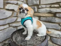 Missy, a female Chihuahua and Pekingese for sale in Fort Wayne, IN – Photo 2 of 6